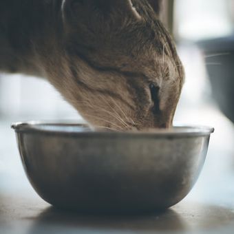 Alasan kucing suka menjilat lantai atau permukaan lainnya juga mungkin karena kurang nutrisi, seperti vitamin dan mineral, dari makanan.