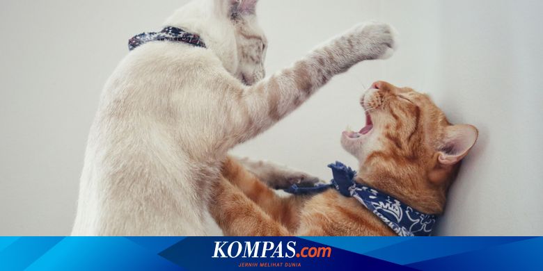 5 Penyebab Dan Cara Mengatasi Kucing Yang Tidak Akur Di Rumah Halaman All -  Kompas.com