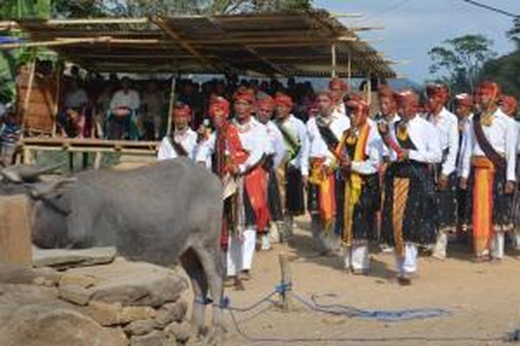 Tradisi Poka Kaba Congko Lokap di Kabupaten Manggarai Timur, Nusa Tenggara Timur.