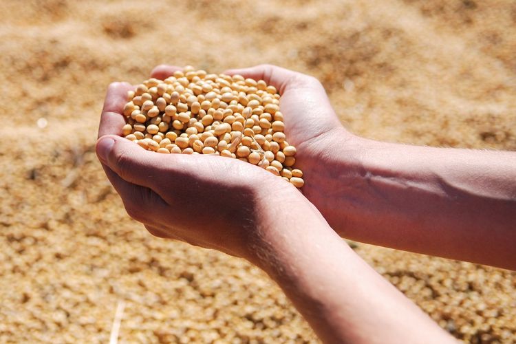 Ilustrasi kedelai, kaya vitamin B6.