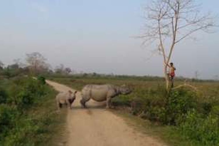 Seekor badak yang melindungi anaknya mengejar seorang lelaki di sebuah taman nasional di Assam, India.