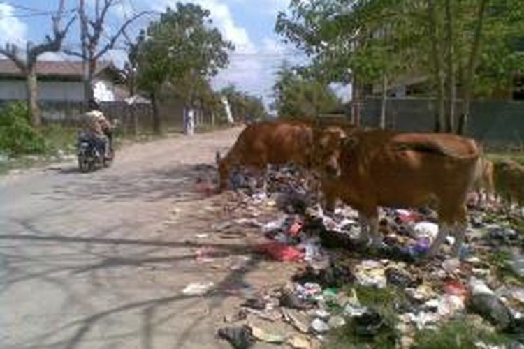 Sejumlah ekor sapi kurban tengah melahap sampah rumah tangga yang telah terkontaminasi zat berbahaya di jalan DR Wahidin Sudirohusodo, Kabupaten Bone, Sulawesi Selatan. Jumat, (27/09/2013).