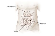 Apa itu Duodenum, Jejunum, dan Ileum?