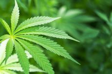 Universitas di AS Ini Tawarkan Pascasarjana Ganja Medis