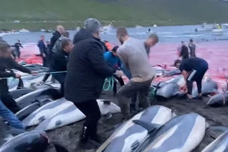 Potongan video yang diunggah aktivis Sea Shepher memperlihatkan ratusan lumba-lumba yang sudah dibunuh dibiarkan tergeletak di bibir pantai Kepulauan Faroe. Pemerintah setempat berjanji meninjau setelah tradisi yang sudah berlangsung ratusan tahun silam.