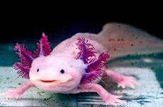 5 Ciri Fisik Axolotl, Salah Satunya Insang di Kepala