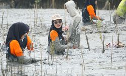 Lawan Abrasi, Relawan Dompet Dhuafa Tanam 7.000 Mangrove di Mangare