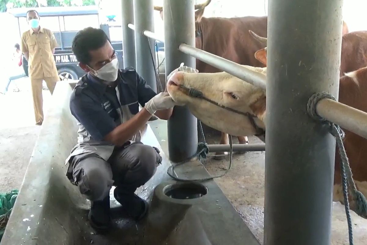Salah satu petugas kesehatan hewan melakukan pemeriksaan hewan ternak, cegah sebaran wabah PMK di Tulungagung Jawa Timur, Selasa (07/06/2022).