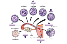 Perbedaan antara Ovum, Ovulasi, dan Oviduk