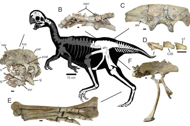 Diagram yang menunjukkan sebagian dari tulang fosil Oviraptoridae