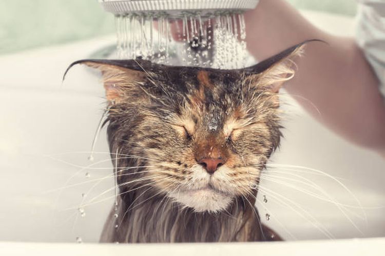 ilustrasi kucing mandi | alasan kucing tidak suka air