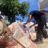 Predator, Sapi Bantuan Prabowo untuk Kota Sukabumi di potong di Ponpes Ismatullah, Jadi 1.000 Besek