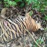 Anak Harimau Sumatera di Aceh Ditemukan Mati, Diduga Diracun Petani