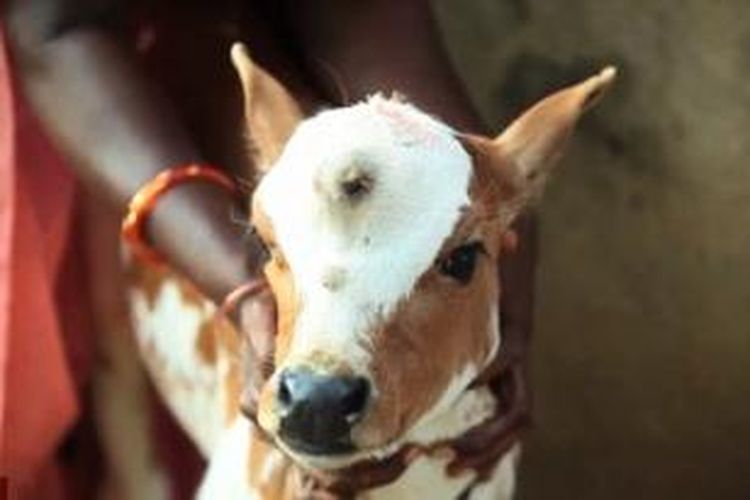 Anak sapi ini memiliki mata ketiga di dahinya sehingga warga desa Kolathur, Tamil Nadu, India menganggapnya sebagai titisan Dewa Wisnu.