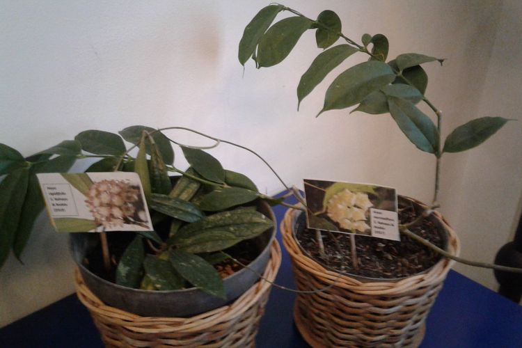 Hoya rigidifolia dan Hoya narcissiflora