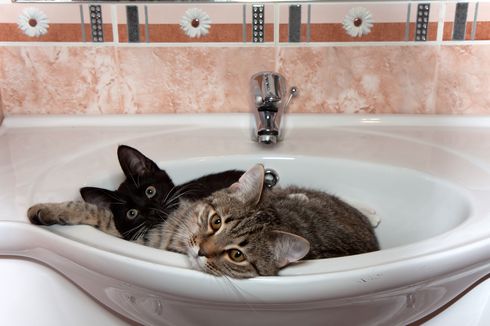 Cara Menghentikan Kucing Membuang Kotoran di Wastafel dan Bathtub