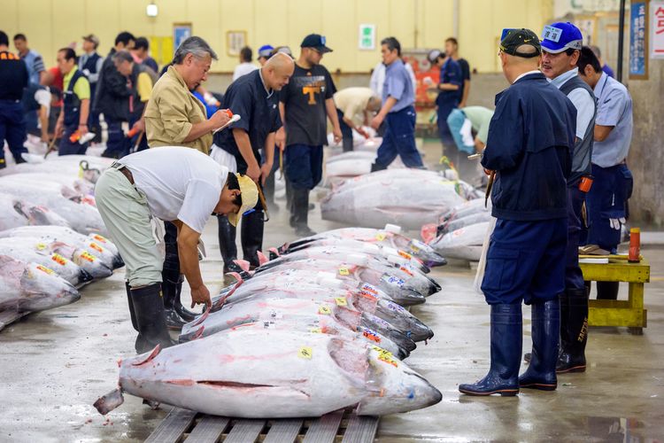 Ilustrasi tuna di Pasar Tsukiji, Jepang. 
