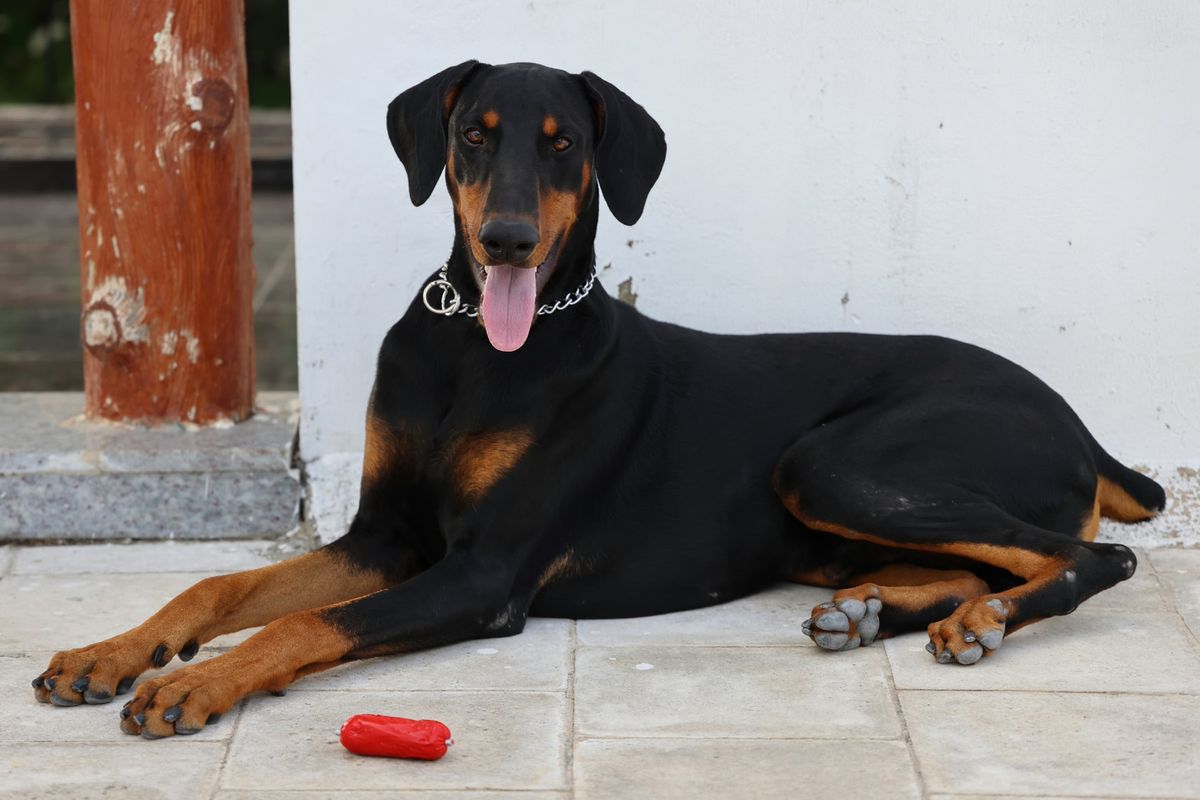 Ilustrasi anjing doberman