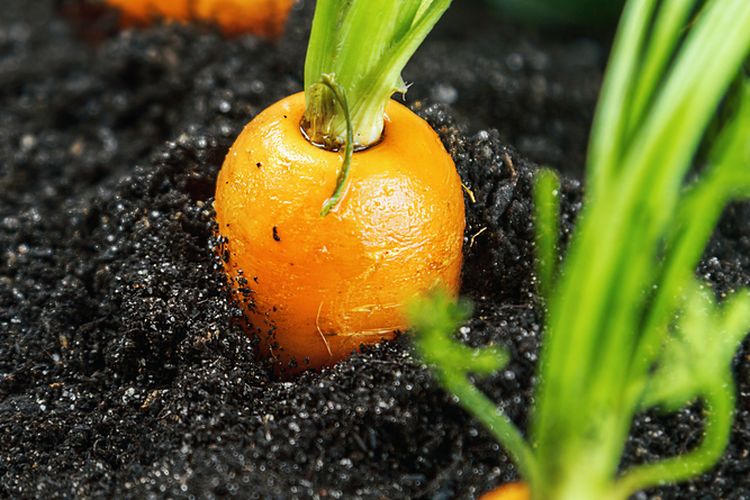 Ilustrasi menanam wortel