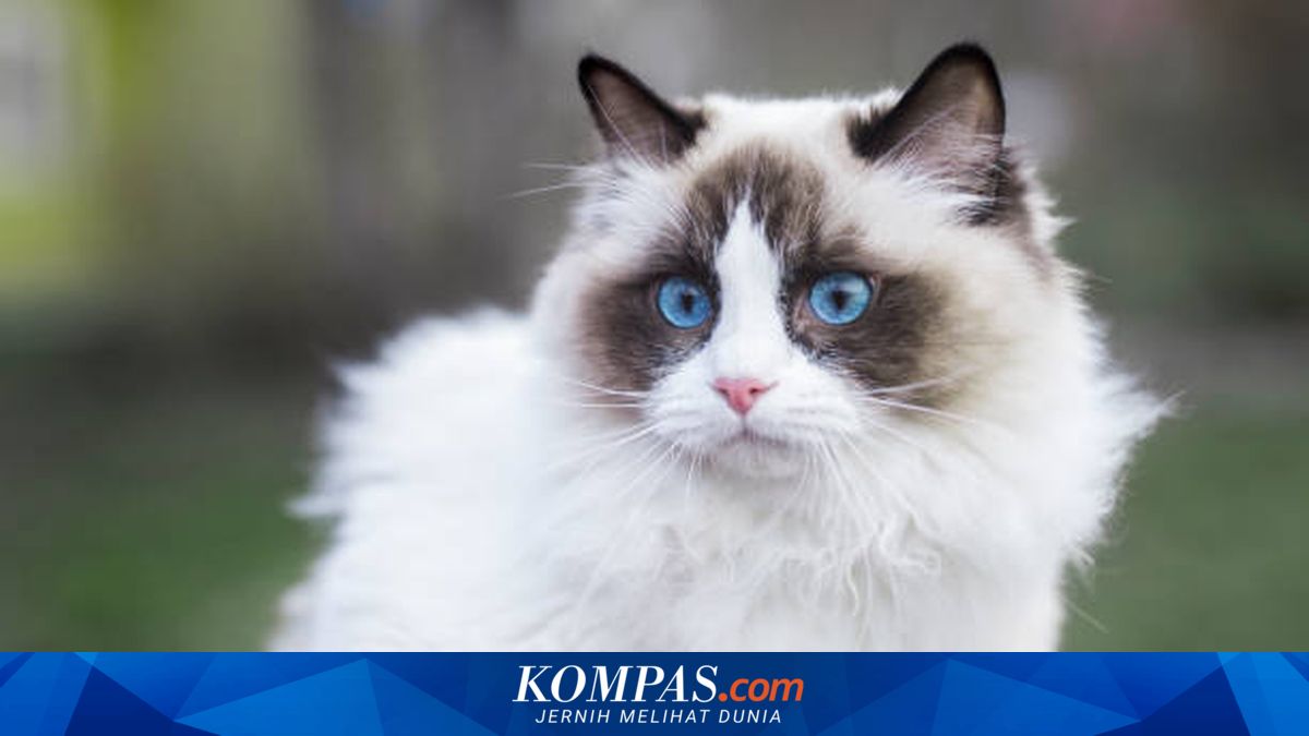 Mengenal Ras Kucing Ragdoll, Karakteristik dan Cara Perawatannya
