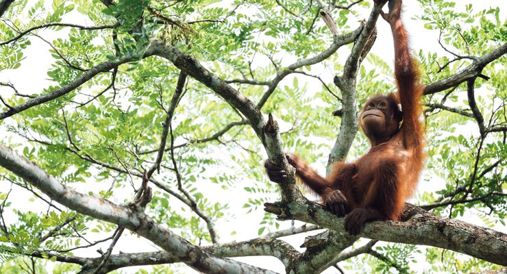 Orangutan Punya Gaya Hidup Sehat yang Bisa Kita Tiru