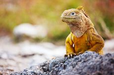 6 Hewan yang Hidup di Kawasan Gunung Berapi