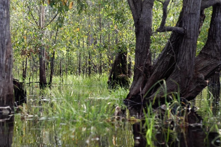  Lahan gambut tropis Indonesia mampu menyimpan hingga 57 giga ton karbon atau 55 persen dari total karbon gambut tropis dunia.