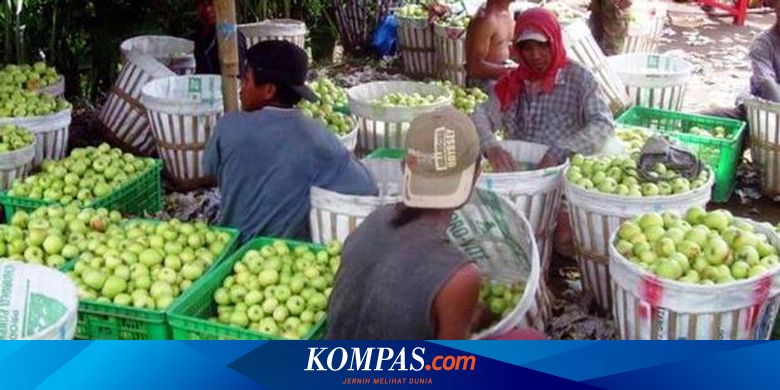 Harga Apel Malang Cuma Rp 4.000 Per Kg
