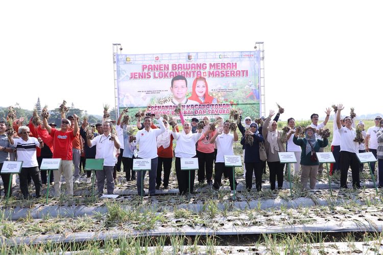 Pemerintah Kota (Pemkot) Semarang bersama Badan Riset dan Inovasi Nasional (BRIN) memanen bawang merah di lahan demplot Balai Penyuluhan Pertanian (BPP), Kelurahan Tambangan, Kecamatan Mijen, Jumat (8/11/2024).