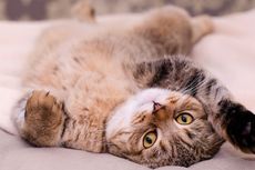 7 Hal yang Harus Dilakukan saat Meninggalkan Kucing Sendirian di Rumah