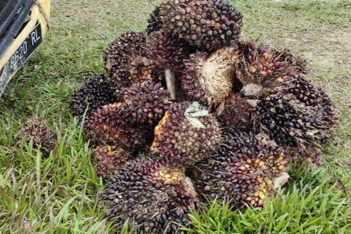 Curi Buah Sawit, Mahasiswa di Bangka Barat Terancam 7 Tahun Penjara