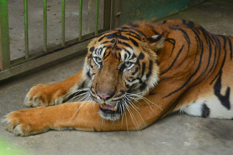 Harimau ini lah yang videonya viral di media sosial. Harimau ini sedang masa pemulihan setelah sakit di bagian pencernaan di bulan Juni lalu. Kurangnya nafsu makan dan juga perubahan pola pakan di Medan Zoo membuatnya mengalami penurunan berat badan.