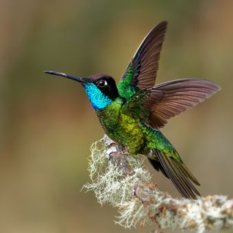 Ilustrasi burung kolibri.