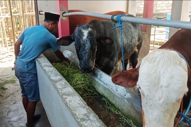 Cerita Santri Rawat Sapi 1 Ton Lebih di Pesantren: Kami Jalankan Amanah Kiai