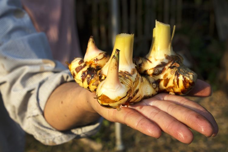 Ilustrasi kencur, rimpang kencur.