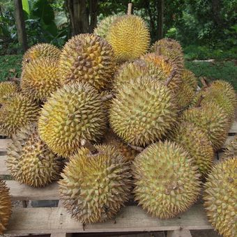 Ilustrasi durian, buah durian. 