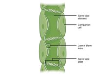 Komponen Penyusun Jaringan Floem
