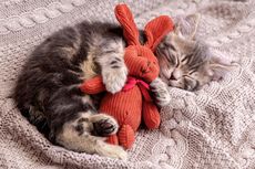 Kucing Mendengkur Saat Tidur, Normal atau Bahaya?