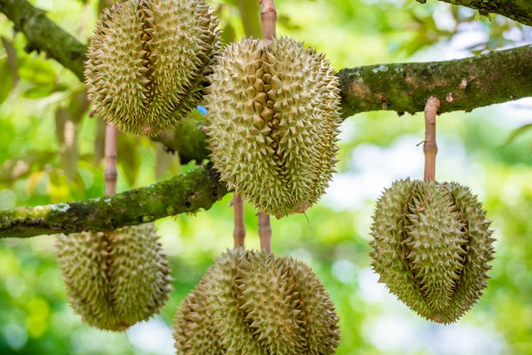 Ilustrasi pohon durian.