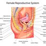 Mengenal Alat Reproduksi Wanita