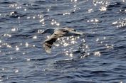 Burung Albatros dari Galapagos Muncul di California, Terbang 4.800 Km Jauh dari Habitatnya