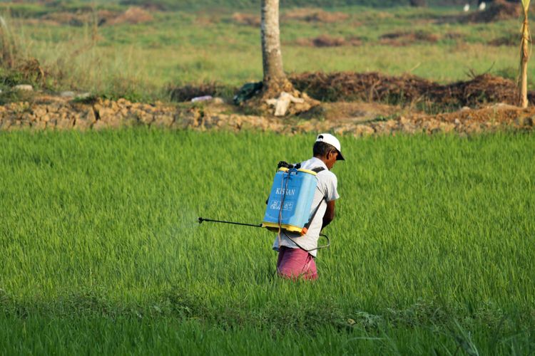 Ilustrasi, petani menggunakan sprayer