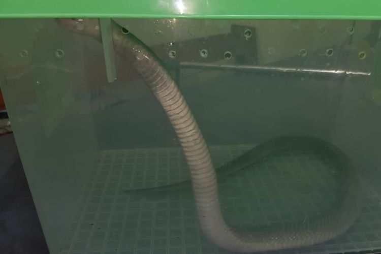 Ular Kobra Masuk Kamar Tidur Warga di Situbondo, Penghuni Kaget dan Lapor Damkar