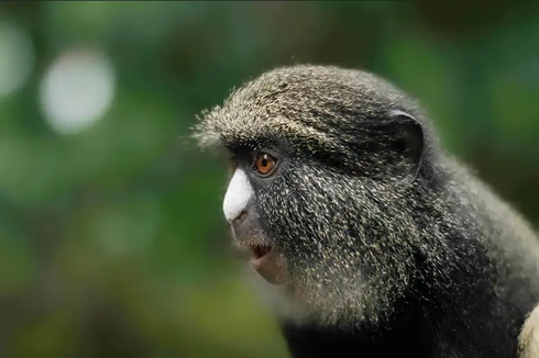 Saling Jaga di Dunia Hewan, Monyet Betina Peringatkan Jantan Saat Ada Predator