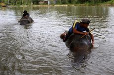 Diserang Gajah Saat Memberi Makan, Pemilik Levi Rafting Bali Tewas