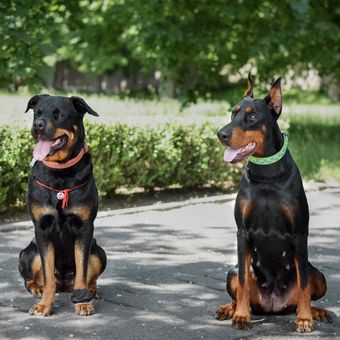 Ilustrasi anjing Rottweiler dan Doberman duduk bersama di sebuah taman. 
