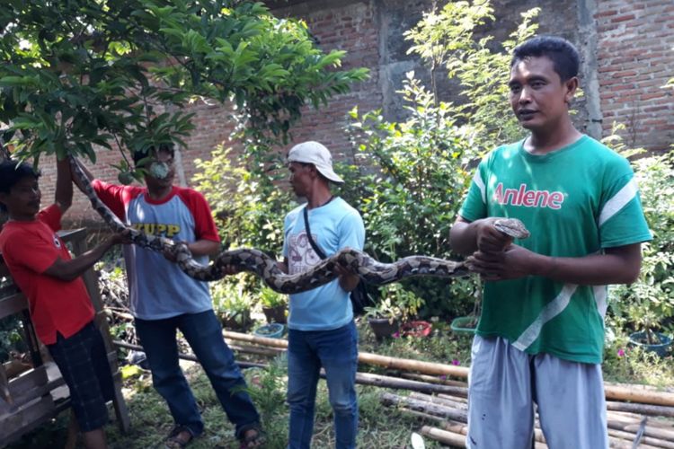 Ular piton yang menyerang Ibu dan anak di Padukuhan Trengguno Kidul, Desa Sidorejo, Kecamatan Ponjong, Gunungkidul, Yogyakarta, Kamis (10/1/2019).