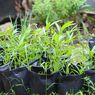 Cara Menanam Kangkung Cabut di Pot atau Polybag, Bisa di Halaman Rumah