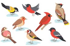 Birds, Mengenal Nama-nama Burung dalam Bahasa Inggris