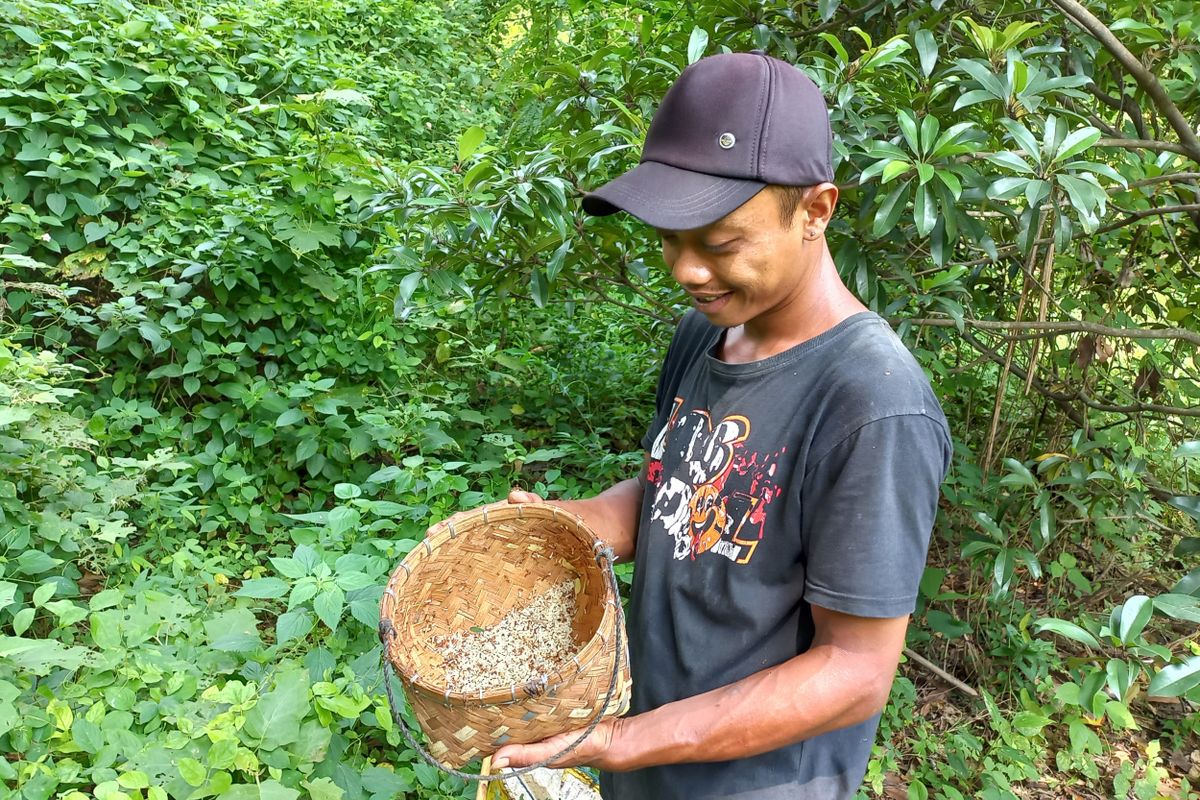 Wito menunjukkan kroto hasil pencariannya di kawasan bukit Maskumambang Kota Kediri, Jawa Timur, Sabtu (15/1/2022).